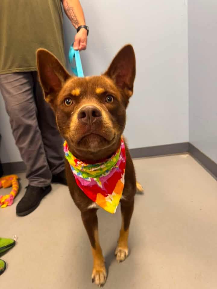 Enlarge Trey, a Adopted mixed breed in Zanesville, OH image 2/3