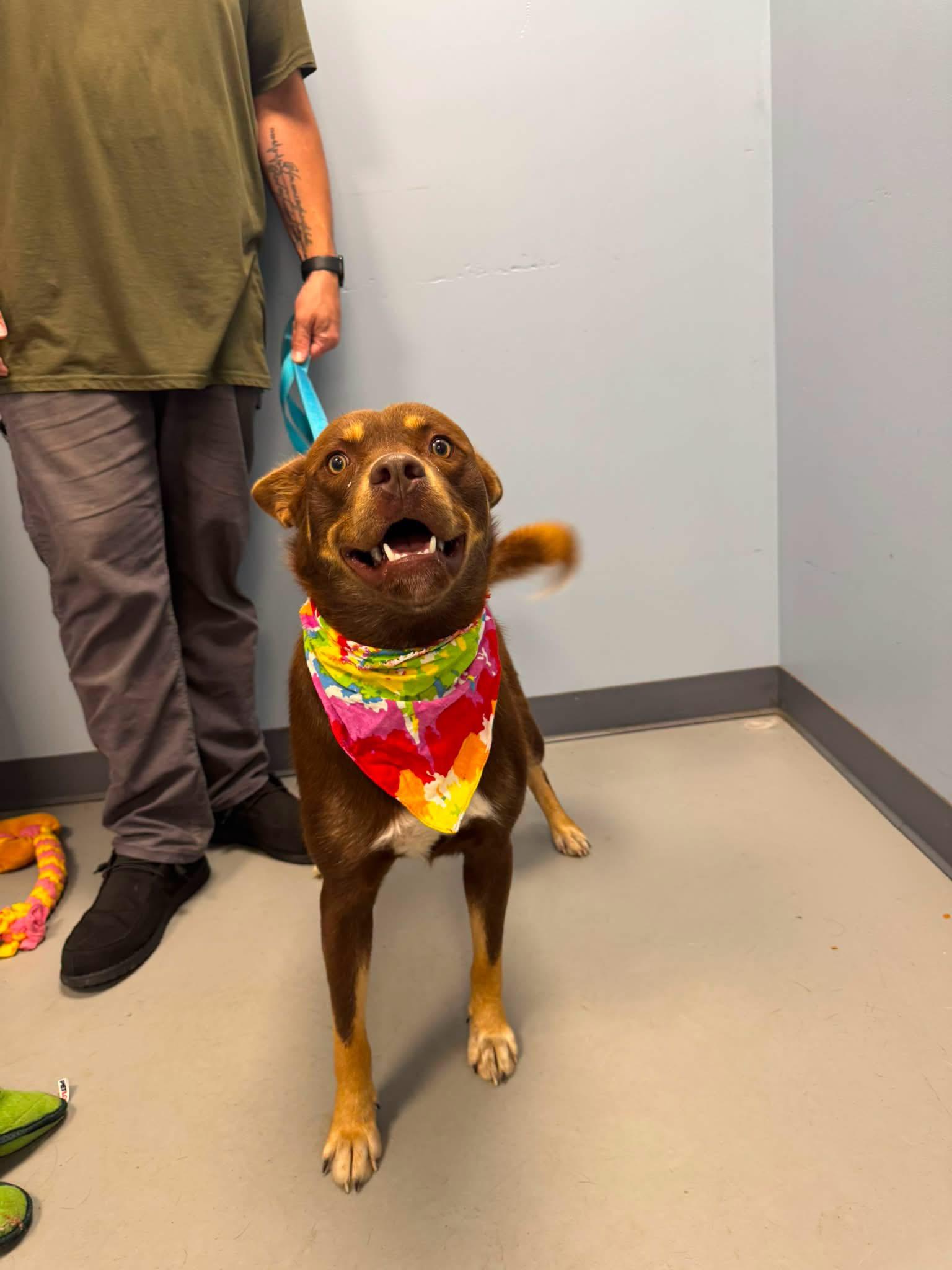 Trey, Adopted, Young Male Cattle Dog.