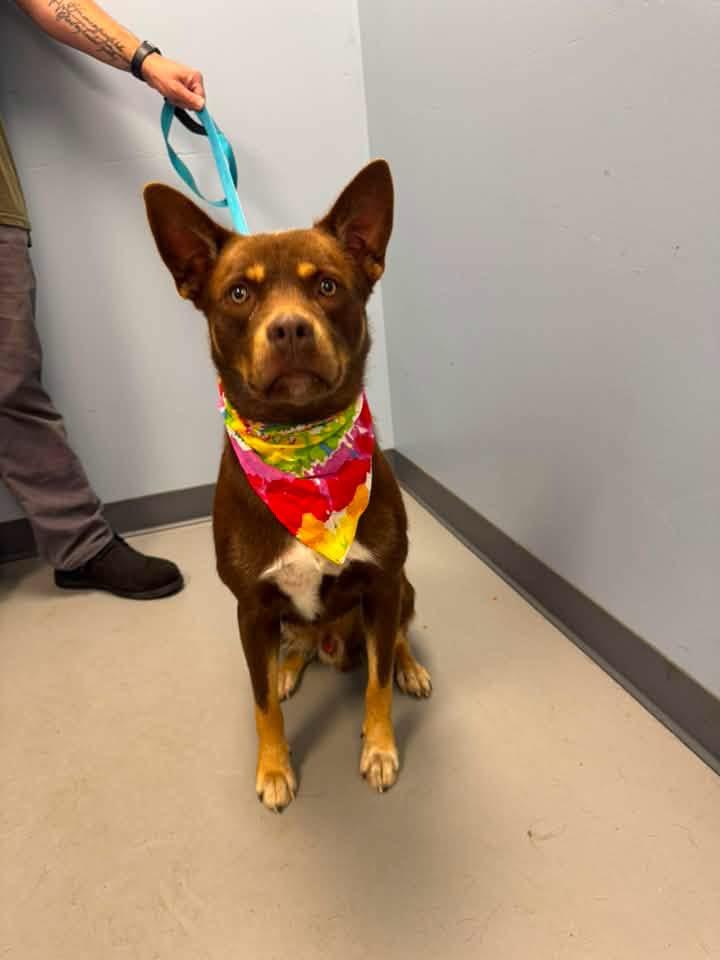 Enlarge Trey, a Adopted mixed breed in Zanesville, OH image 3/3