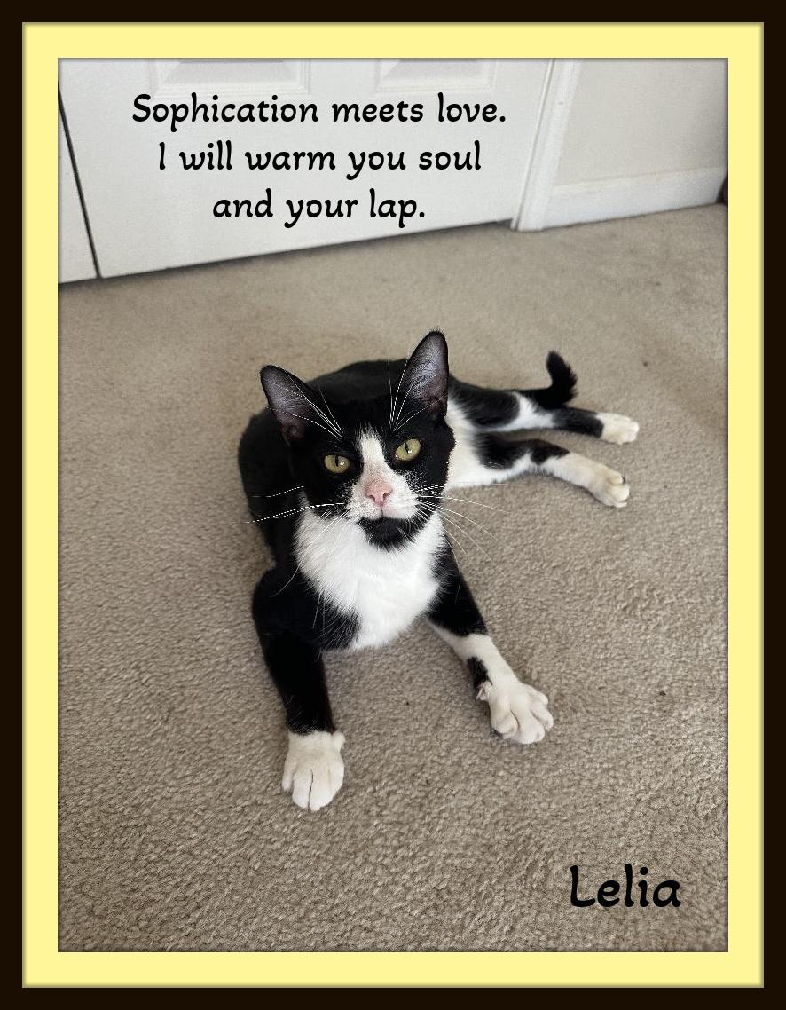 Koko - Pint-sized love but a lifetime of joy. I promise!, a Adoptable Domestic Short Hair in Snow Camp, NC image 2/2