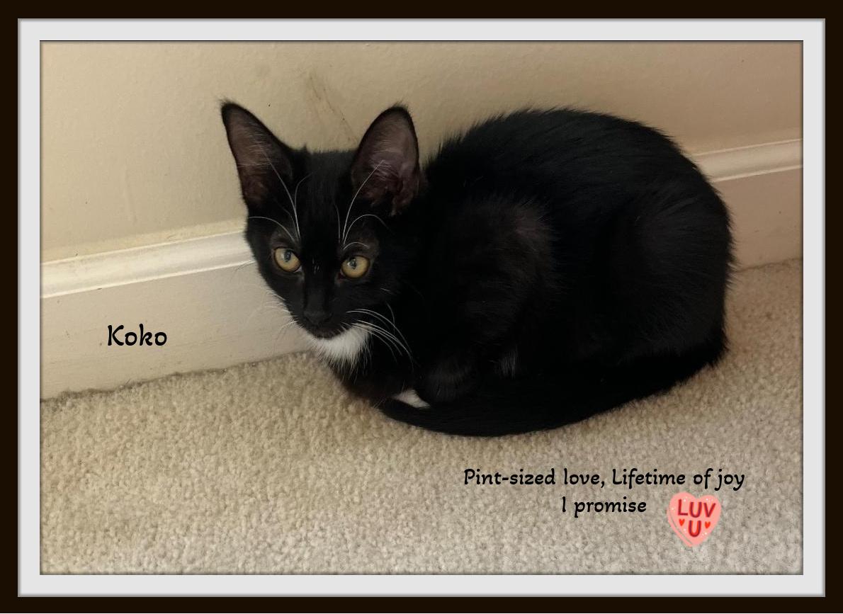 Koko - Pint-sized love but a lifetime of joy. I promise!, Adoptable, Young Male Domestic Short Hair.