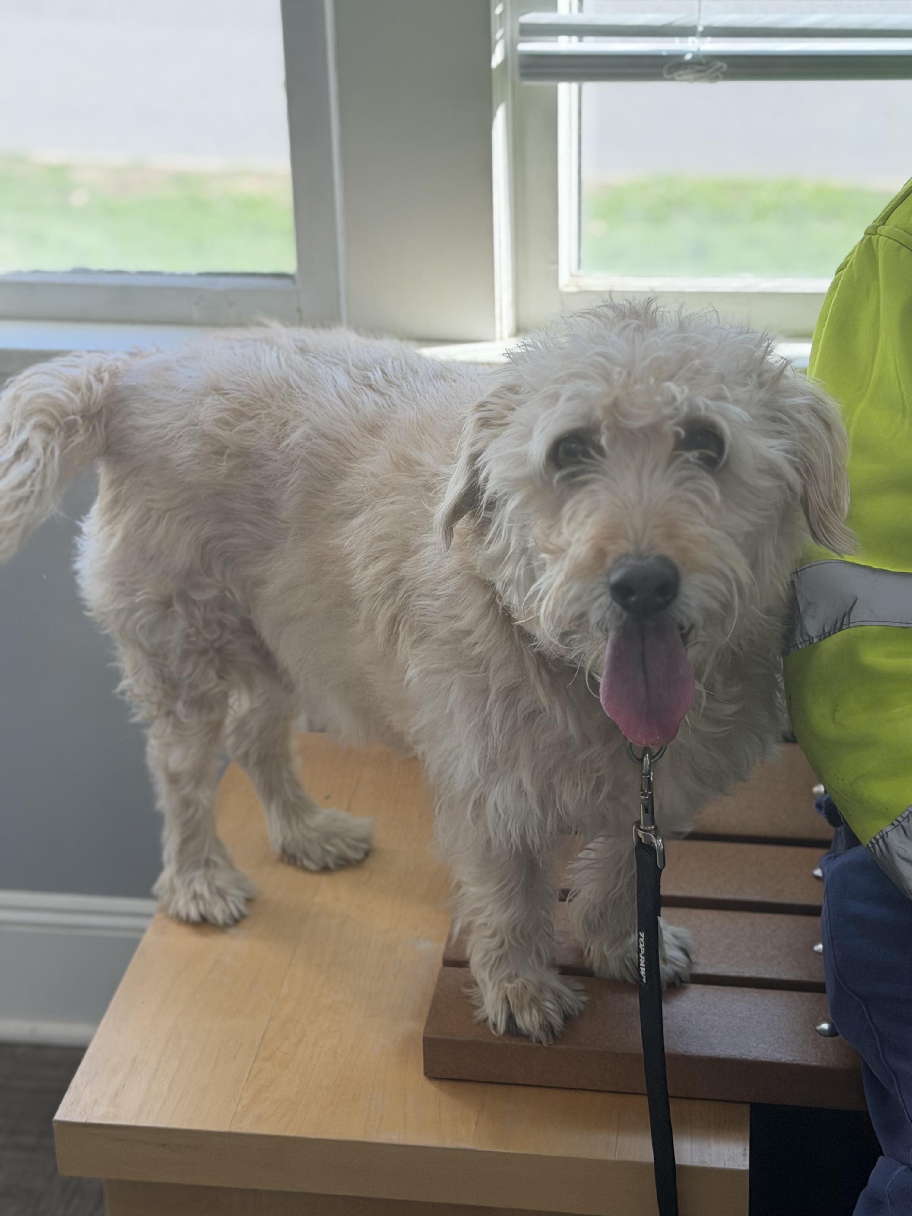 Enlarge Hank, a ADOPTABLE mixed breed in Mahwah, NJ image 2/6