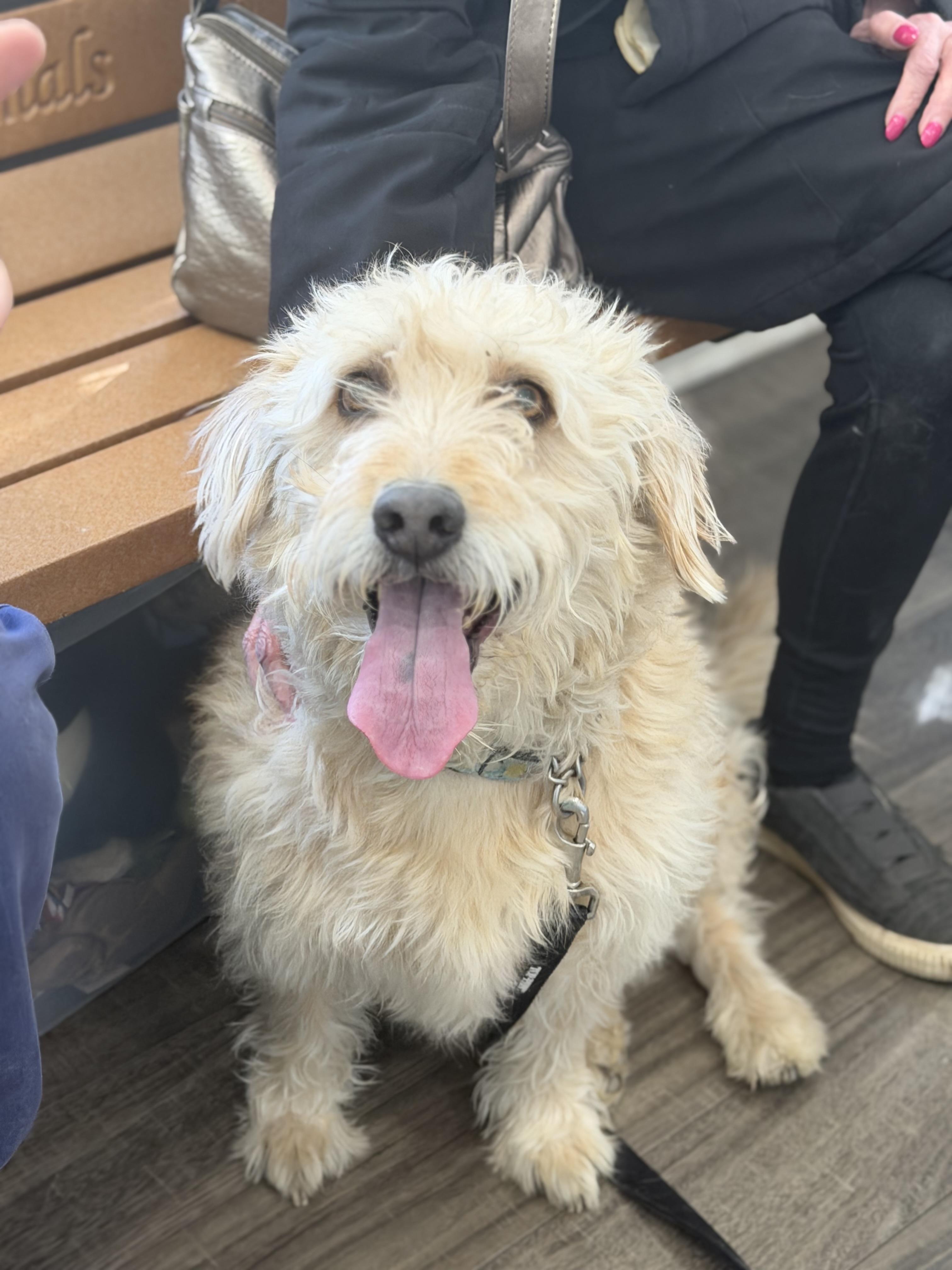 Enlarge Hank, a ADOPTABLE mixed breed in Mahwah, NJ image 5/6