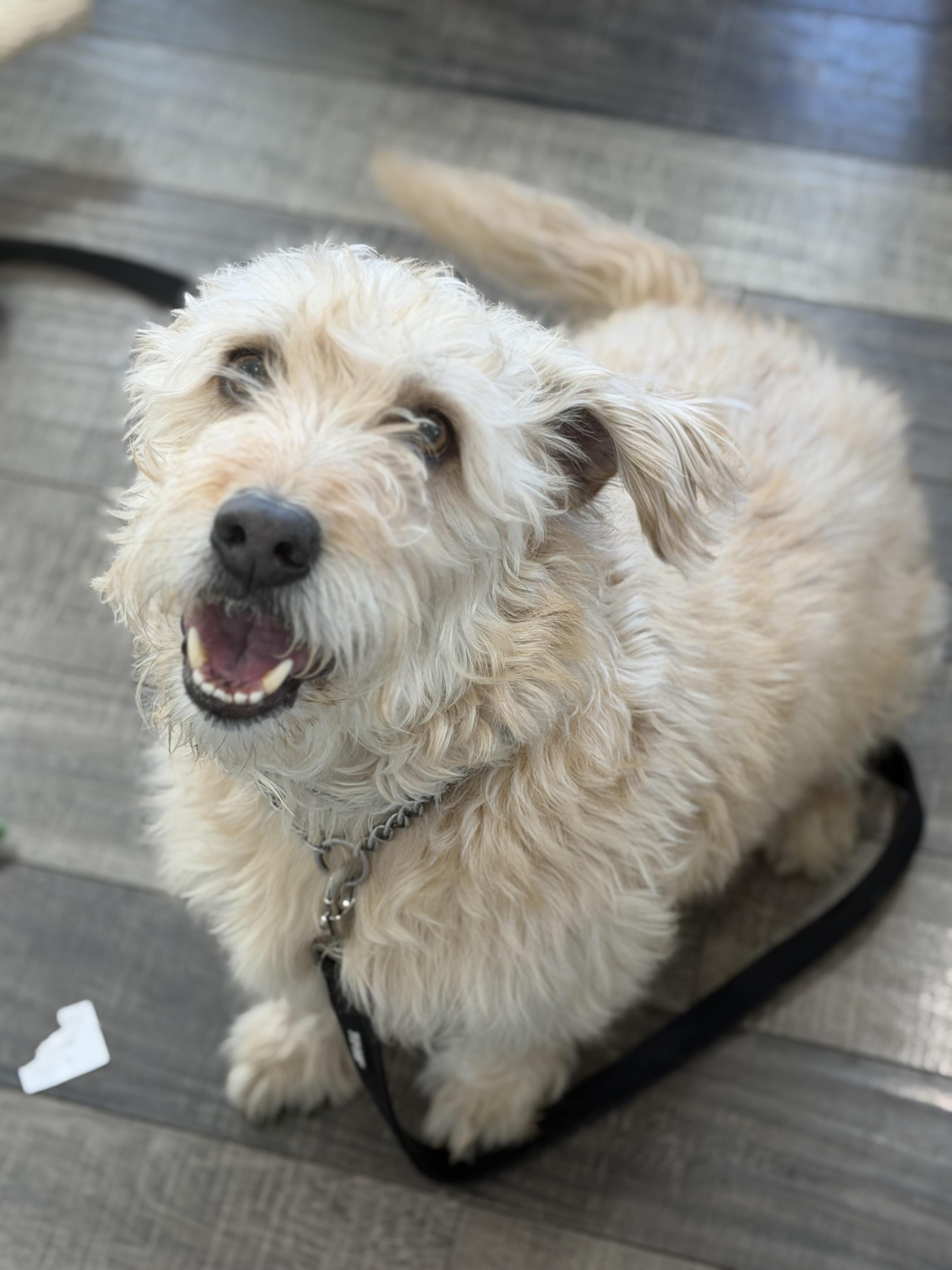 Enlarge Hank, a ADOPTABLE mixed breed in Mahwah, NJ image 6/6