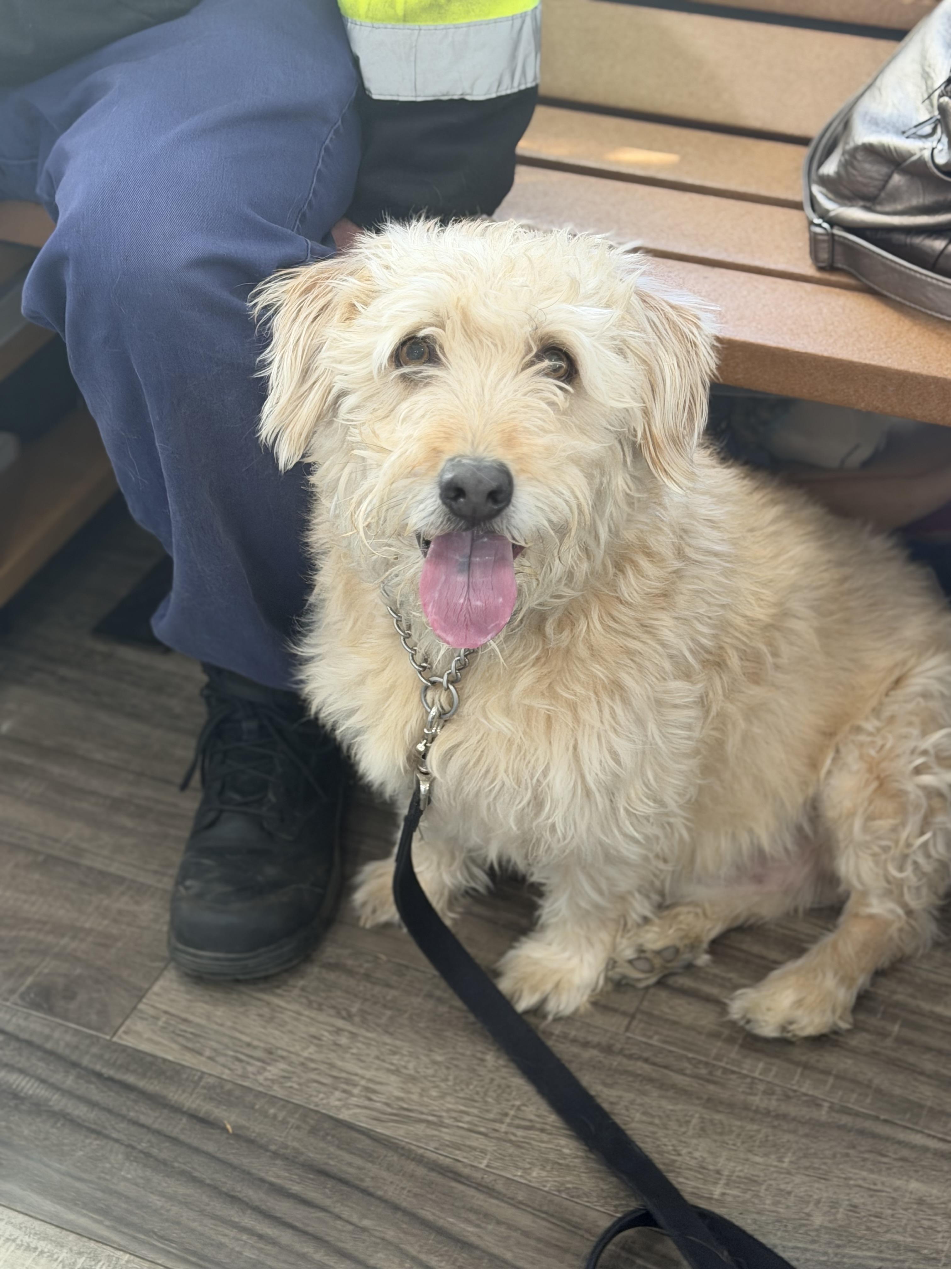 Enlarge Hank, a ADOPTABLE mixed breed in Mahwah, NJ image 4/6