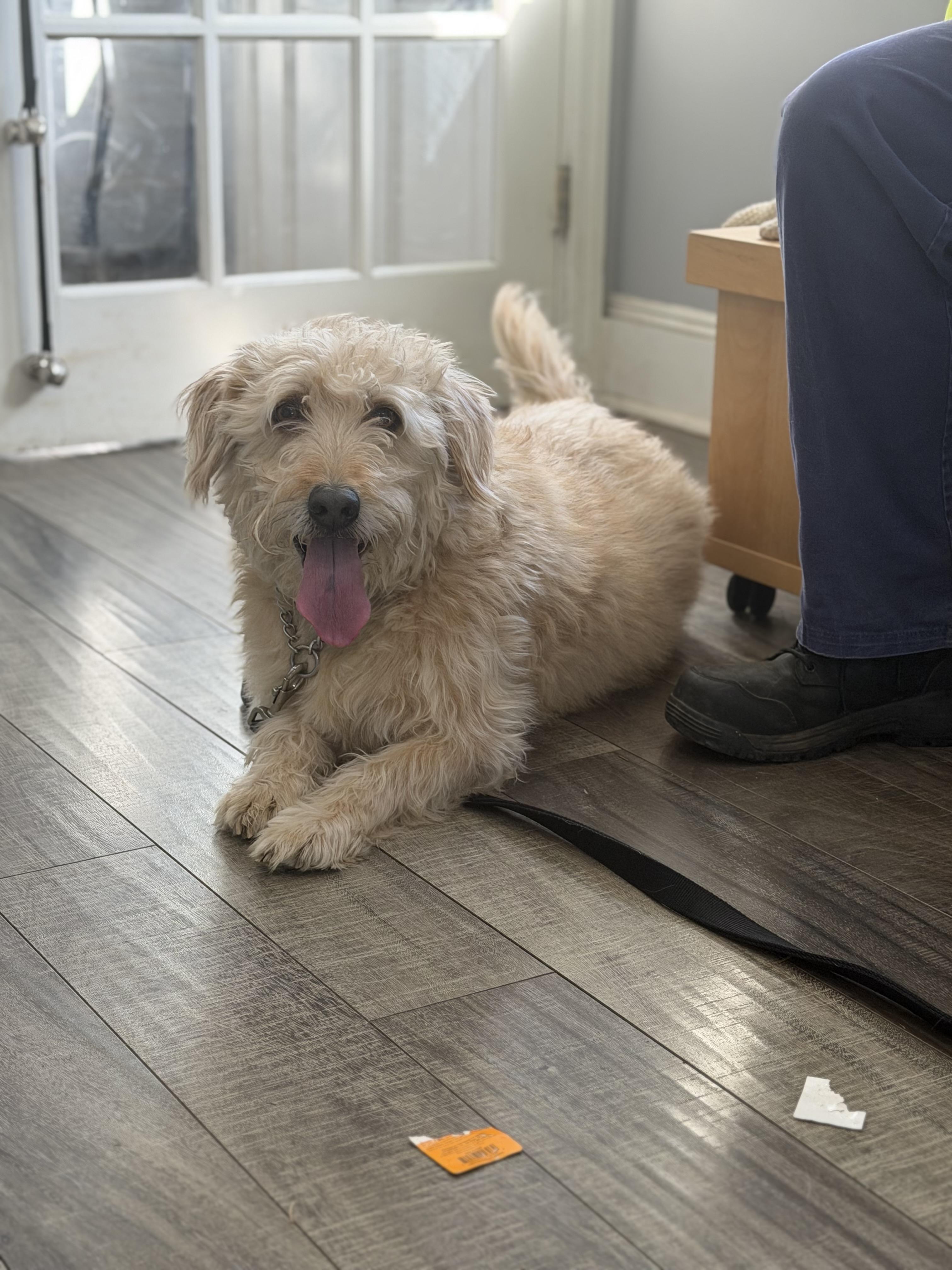 Enlarge Hank, a ADOPTABLE mixed breed in Mahwah, NJ image 3/6