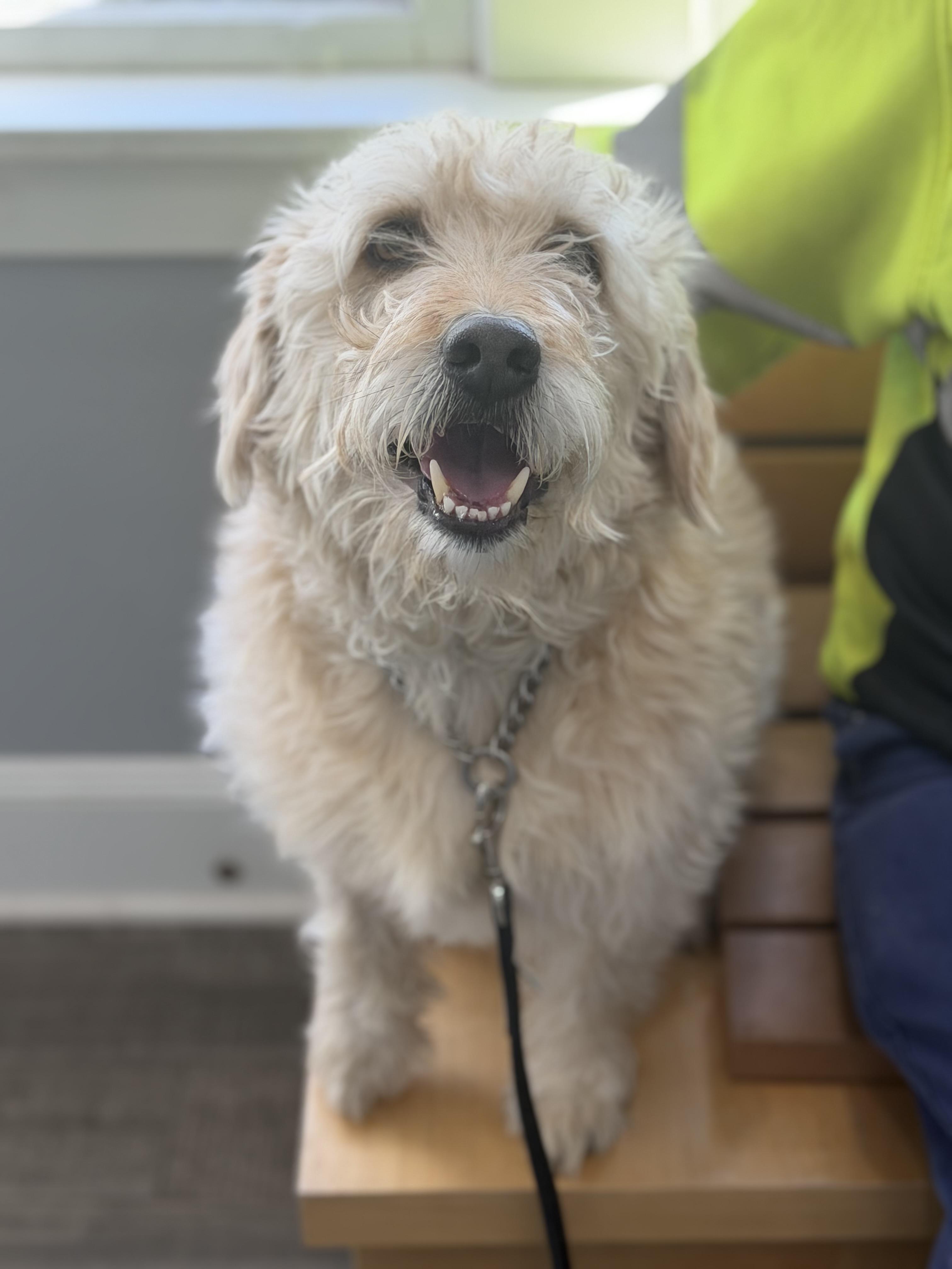 Hank, ADOPTABLE, Adult Male Goldendoodle.