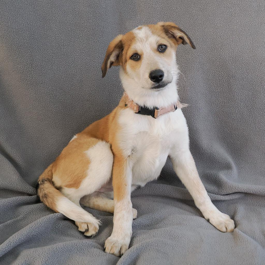 PILOT, Adoptable, Young Female Australian Cattle Dog / Blue Heeler & Mixed Breed.