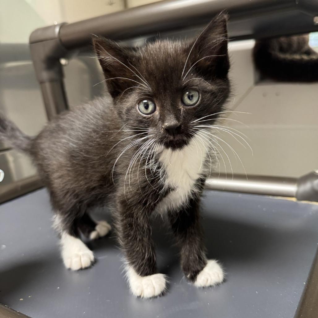 Valerie, Adoptable, Kitten Female Domestic Short Hair.