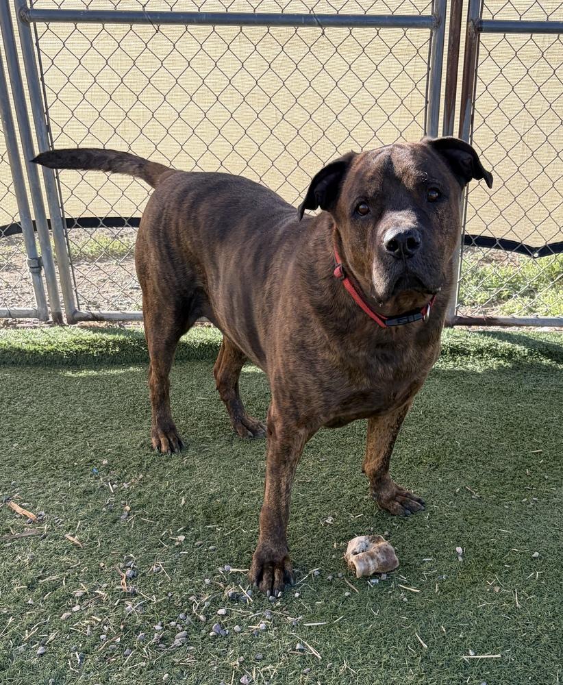 Enlarge Tiger, a Adoptable mixed breed in Challis, ID image 1/6