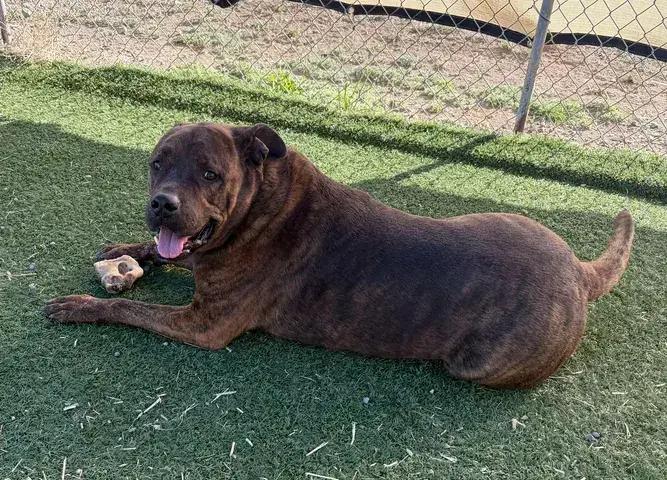Tiger, Adoptable, Adult Male Rottweiler & American Bully.