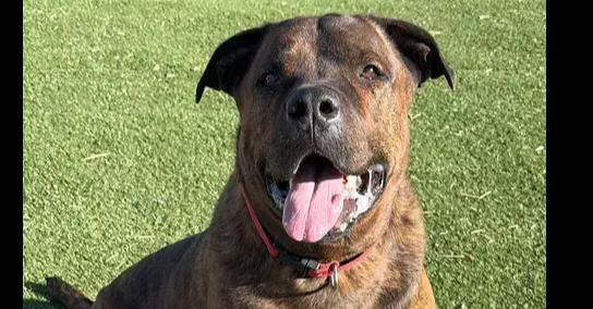 Enlarge Tiger, a Adoptable mixed breed in Challis, ID image 2/2