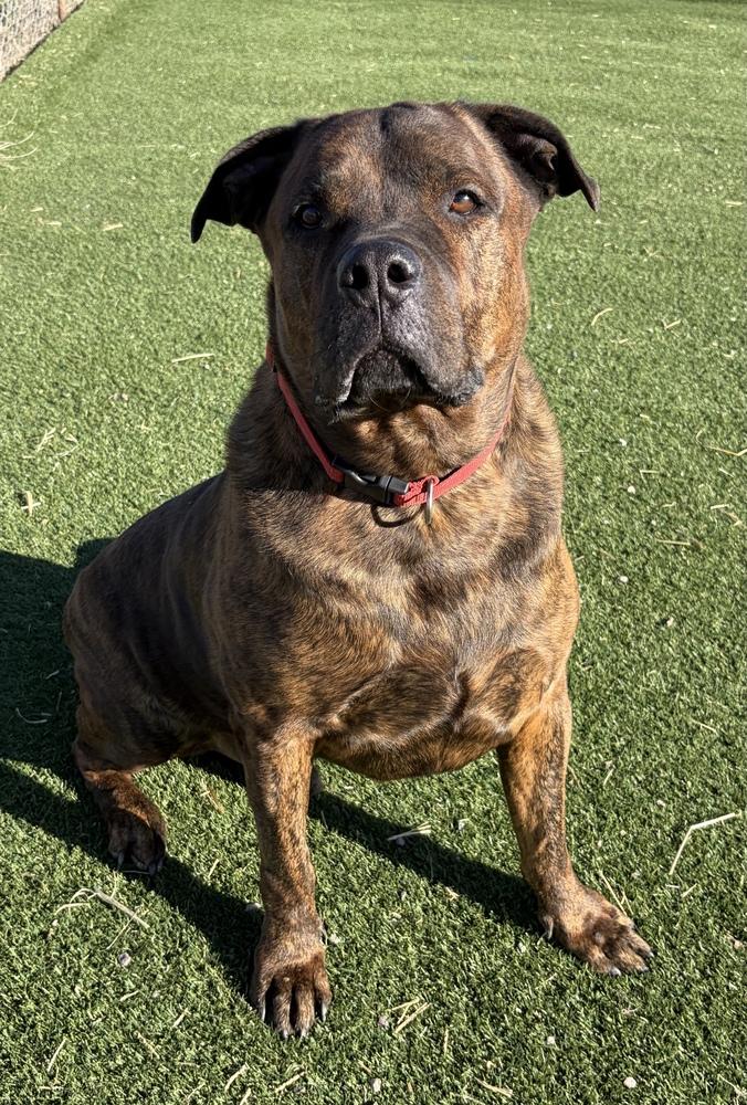 Enlarge Tiger, a Adoptable mixed breed in Challis, ID image 3/6