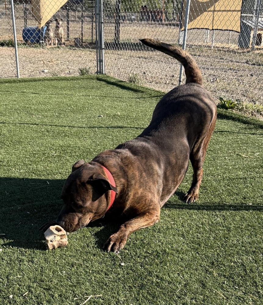 Enlarge Tiger, a Adoptable mixed breed in Challis, ID image 4/6