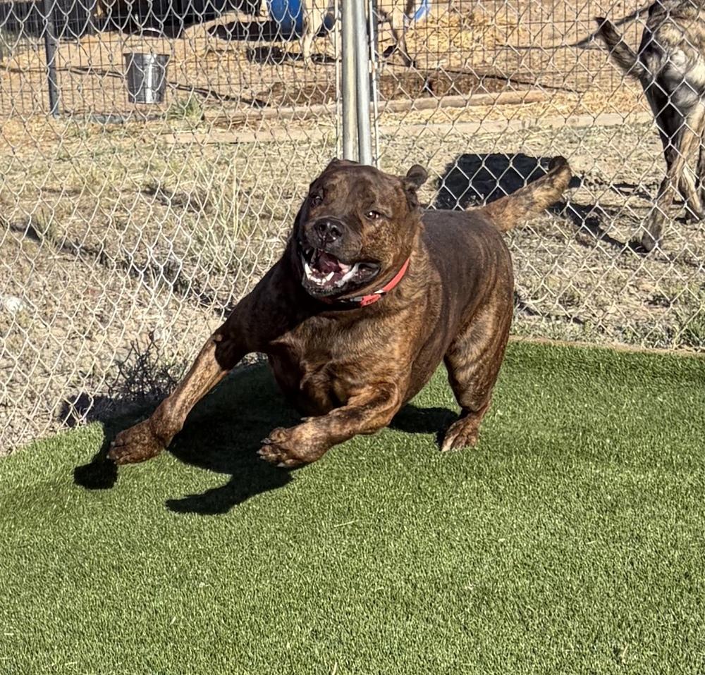 Enlarge Tiger, a Adoptable mixed breed in Challis, ID image 5/6