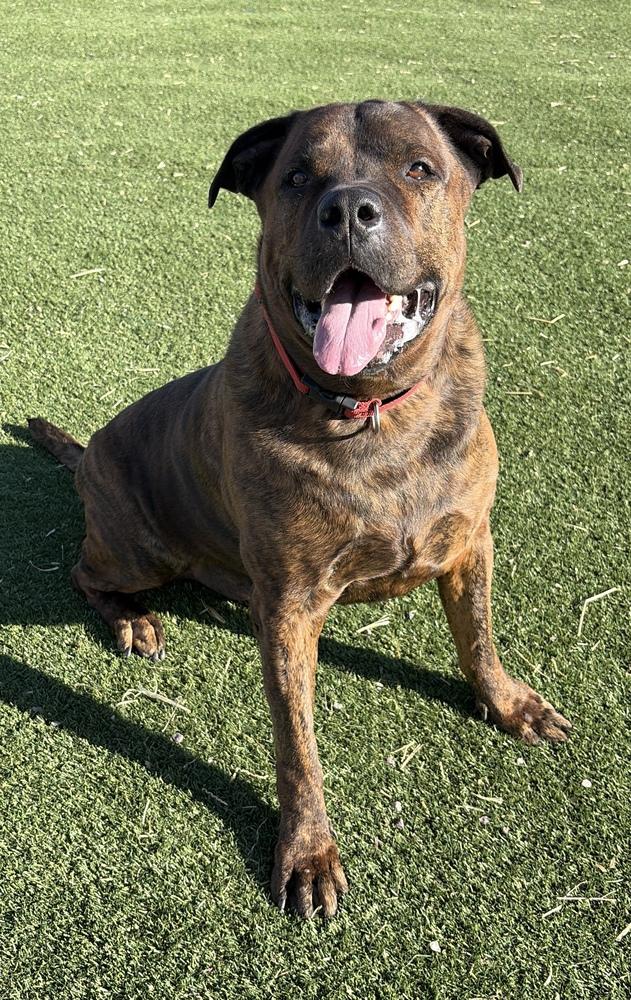 Enlarge Tiger, a Adoptable mixed breed in Challis, ID image 6/6