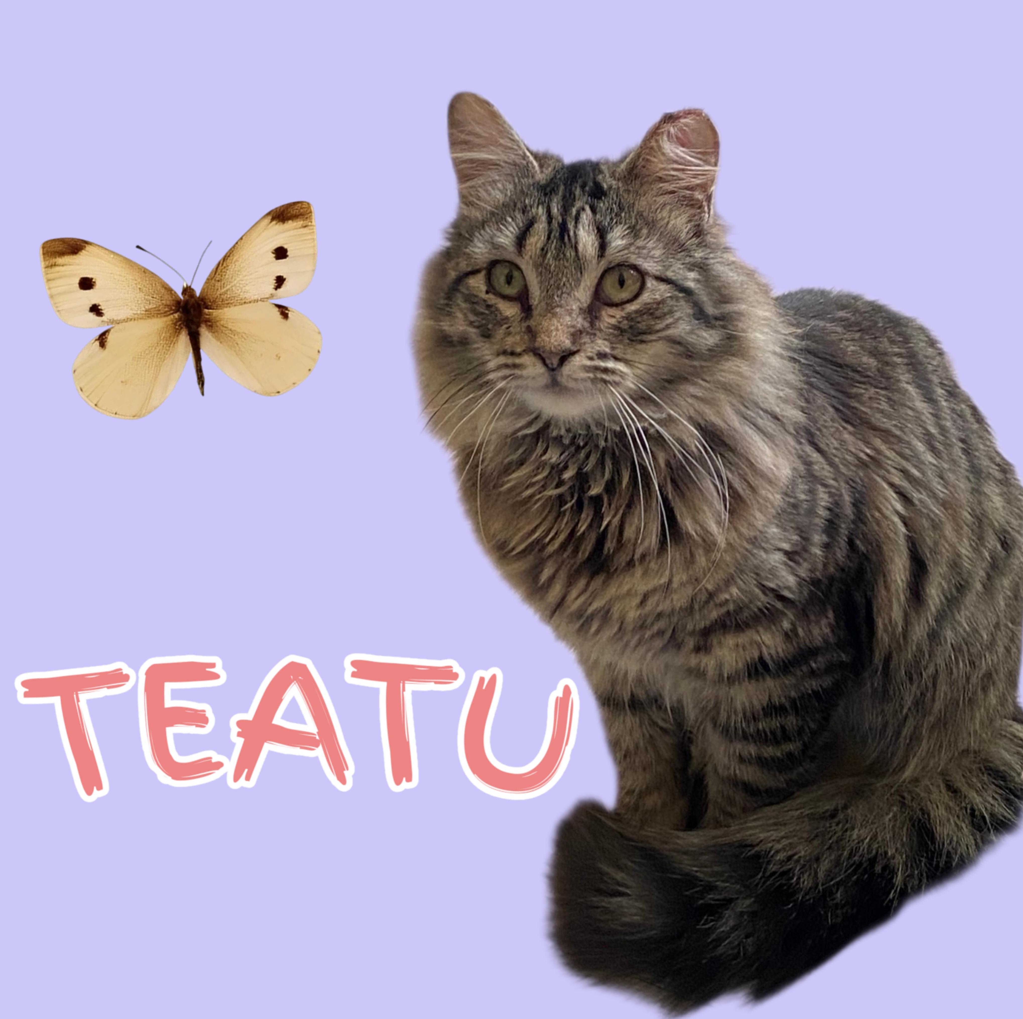 TEATU, adopted, Young Female Domestic Long Hair & Maine Coon.