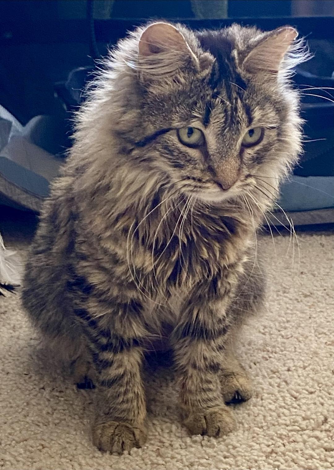 Enlarge TEATU, an adopted mixed breed in Salida, CA image 2/5