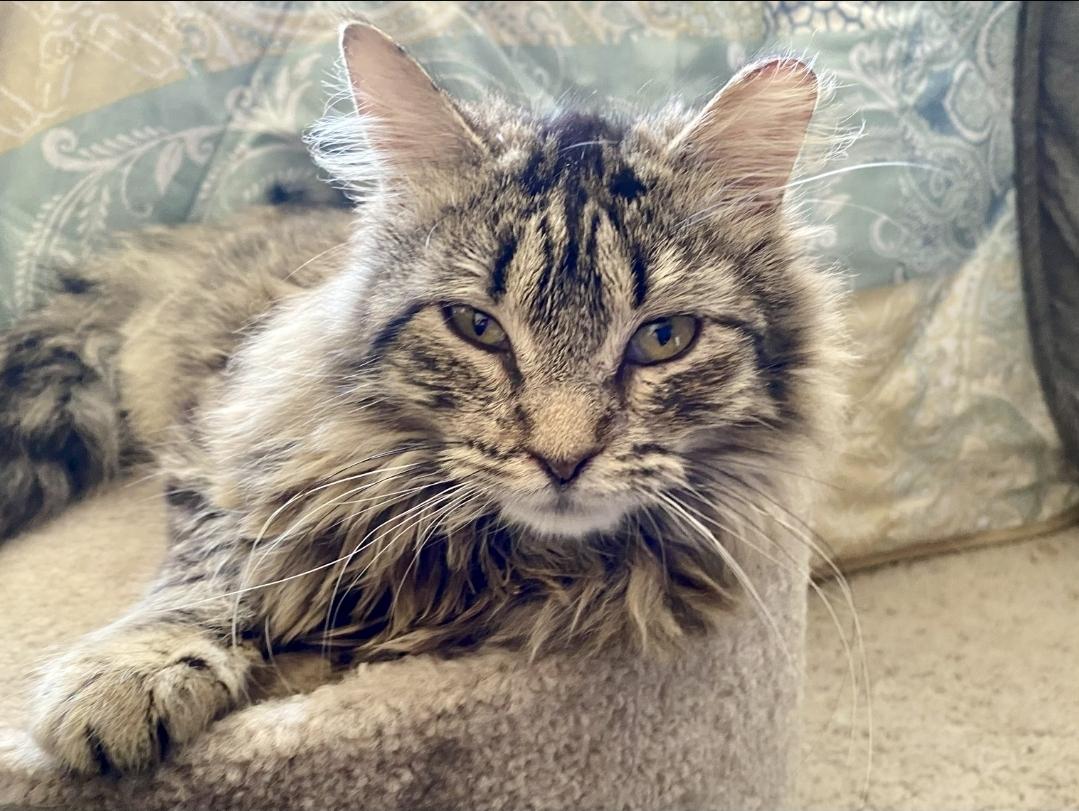 Enlarge TEATU, an adopted mixed breed in Salida, CA image 3/5