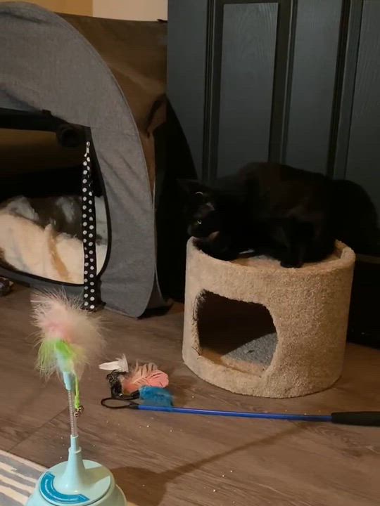 Enlarge TEATU, an adopted mixed breed in Salida, CA video 5/5