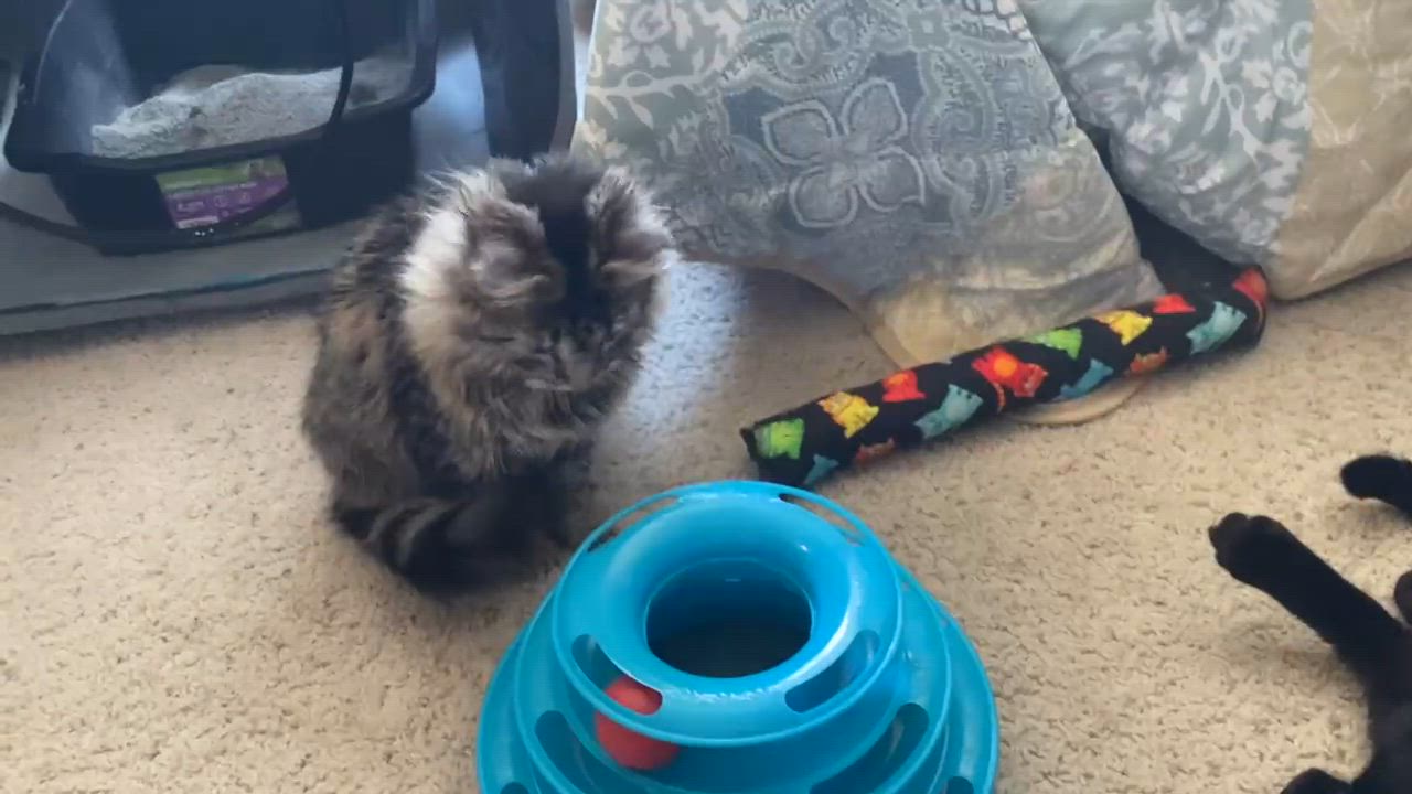 Enlarge TEATU, an adopted mixed breed in Salida, CA video 4/5