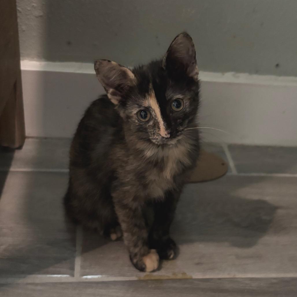 Candy Cane, Adoptable, Kitten Female Manx.