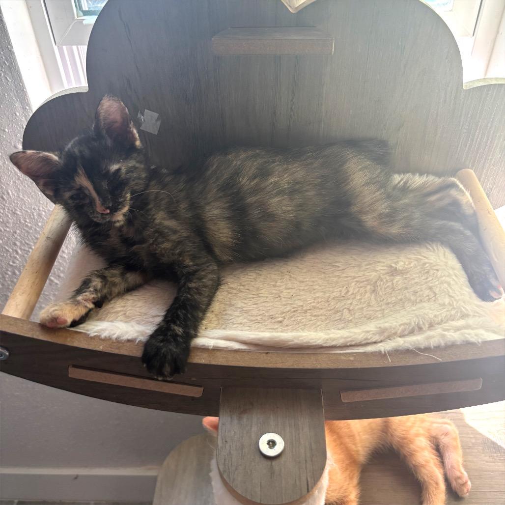 Enlarge Candy Cane, a Adoptable Manx in Bulverde, TX image 2/2