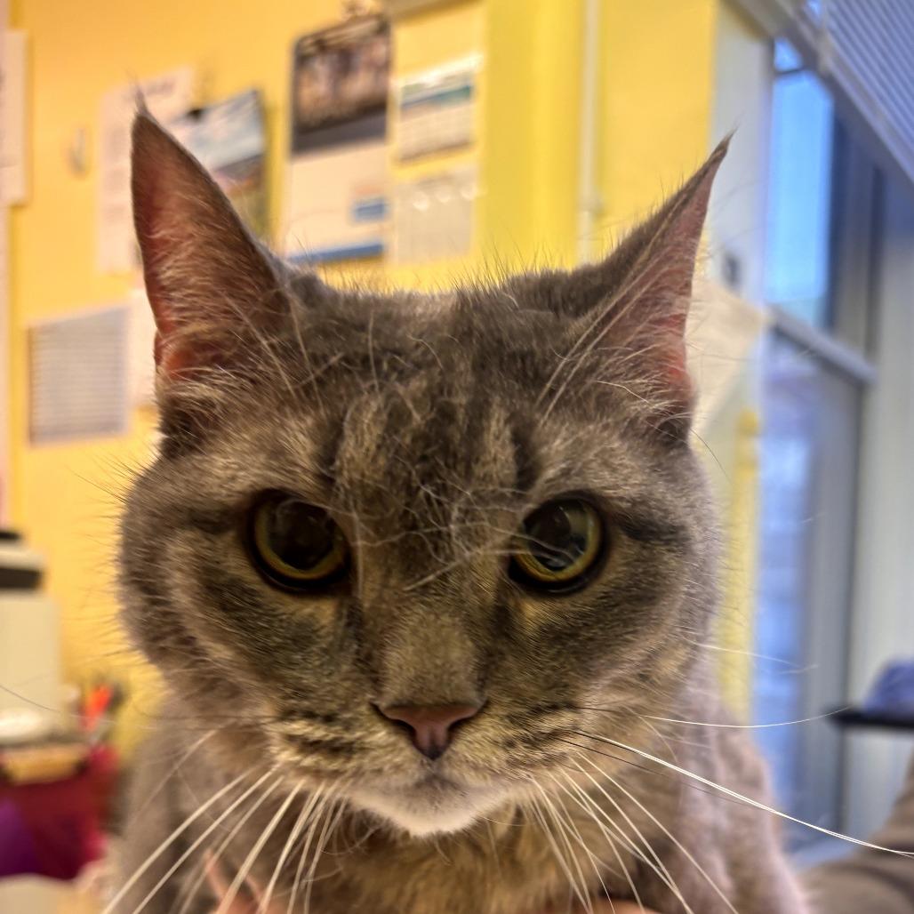 Enlarge Nefertari , an adoptable Domestic Short Hair in Hudson, NY image 1/2