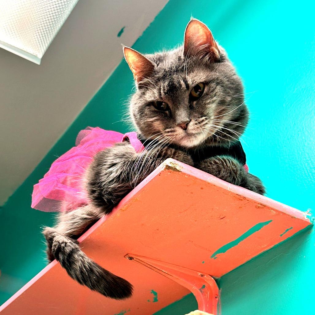 Enlarge Nefertari , an adoptable Domestic Short Hair in Hudson, NY image 2/2