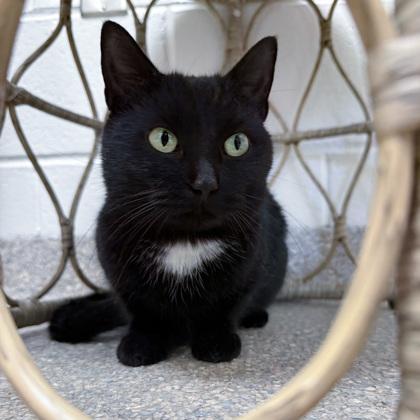 Enlarge Tizzy, a Adoptable mixed breed in Wheaton, IL image 1/3