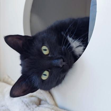 Enlarge Tizzy, a Adoptable mixed breed in Wheaton, IL image 2/3