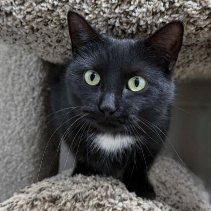 Enlarge Tizzy, a Adoptable mixed breed in Wheaton, IL image 3/3