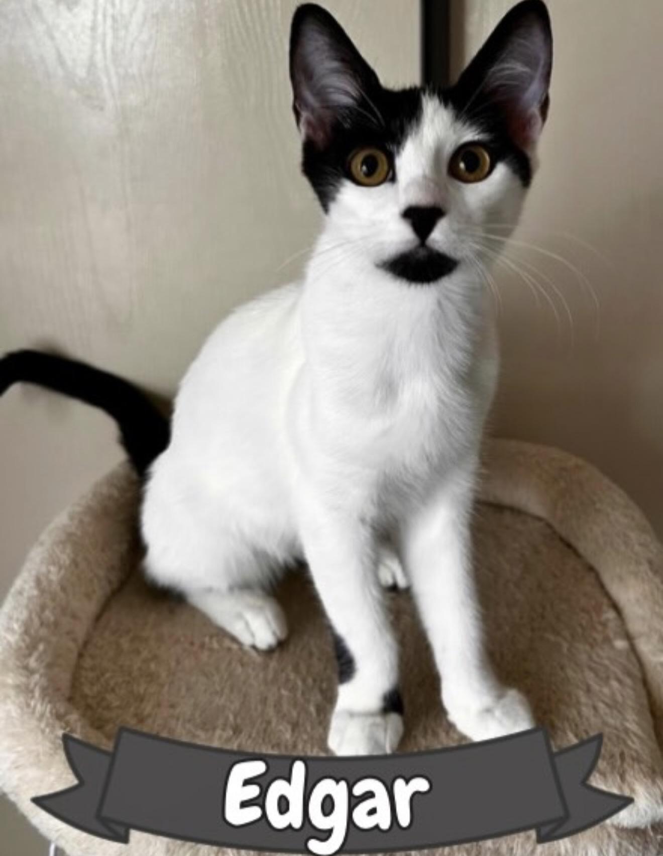 Enlarge Edgar, a ADOPTABLE Domestic Short Hair in Oakley, CA image 1/2