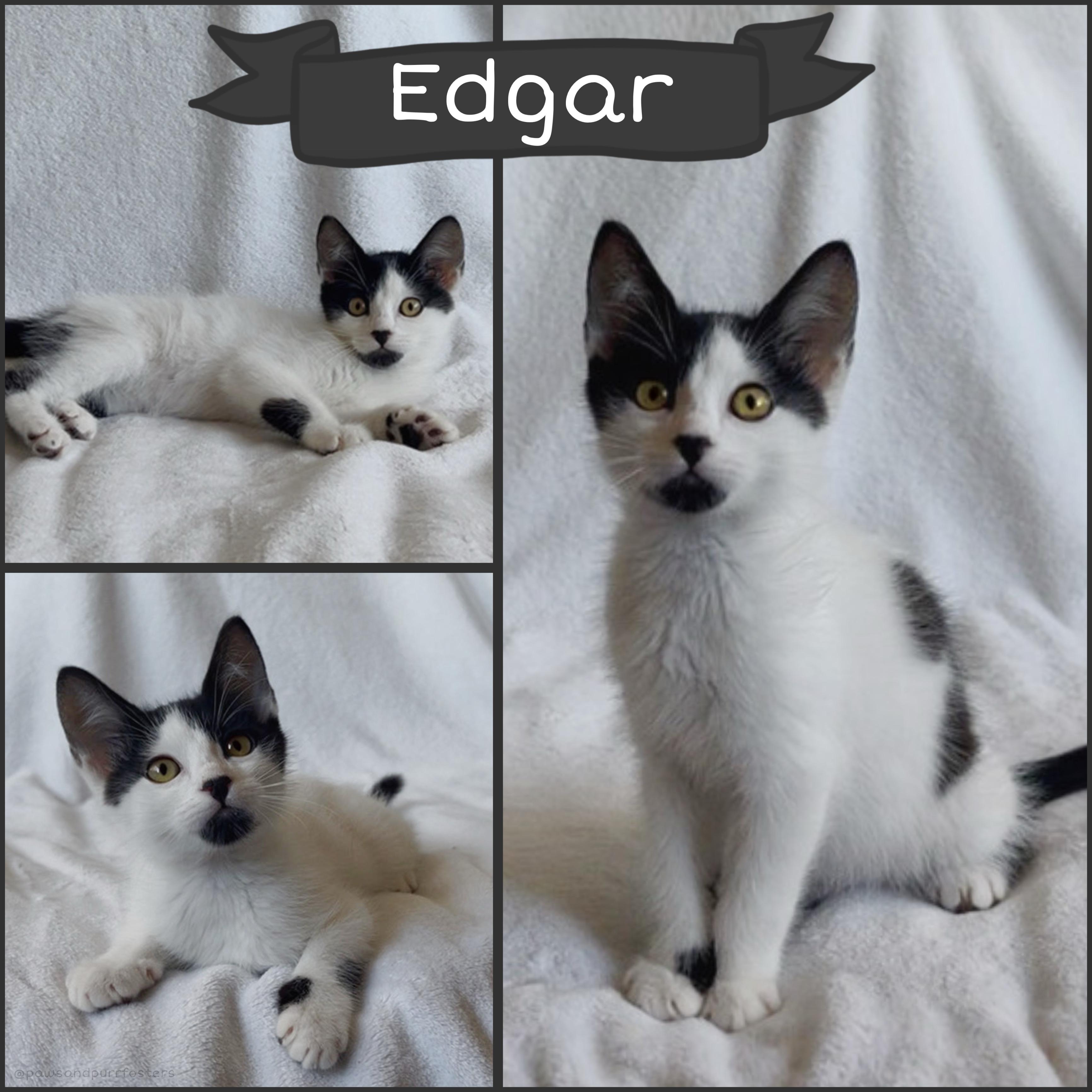 Enlarge Edgar, a ADOPTABLE Domestic Short Hair in Oakley, CA image 2/2