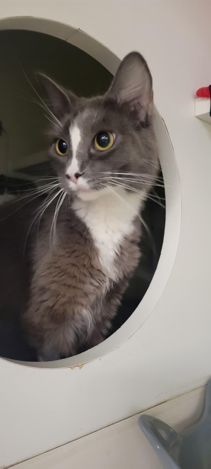 Twinkle - shining for a second chance, a ADOPTABLE Domestic Medium Hair in Fountain Valley, CA image 1/3