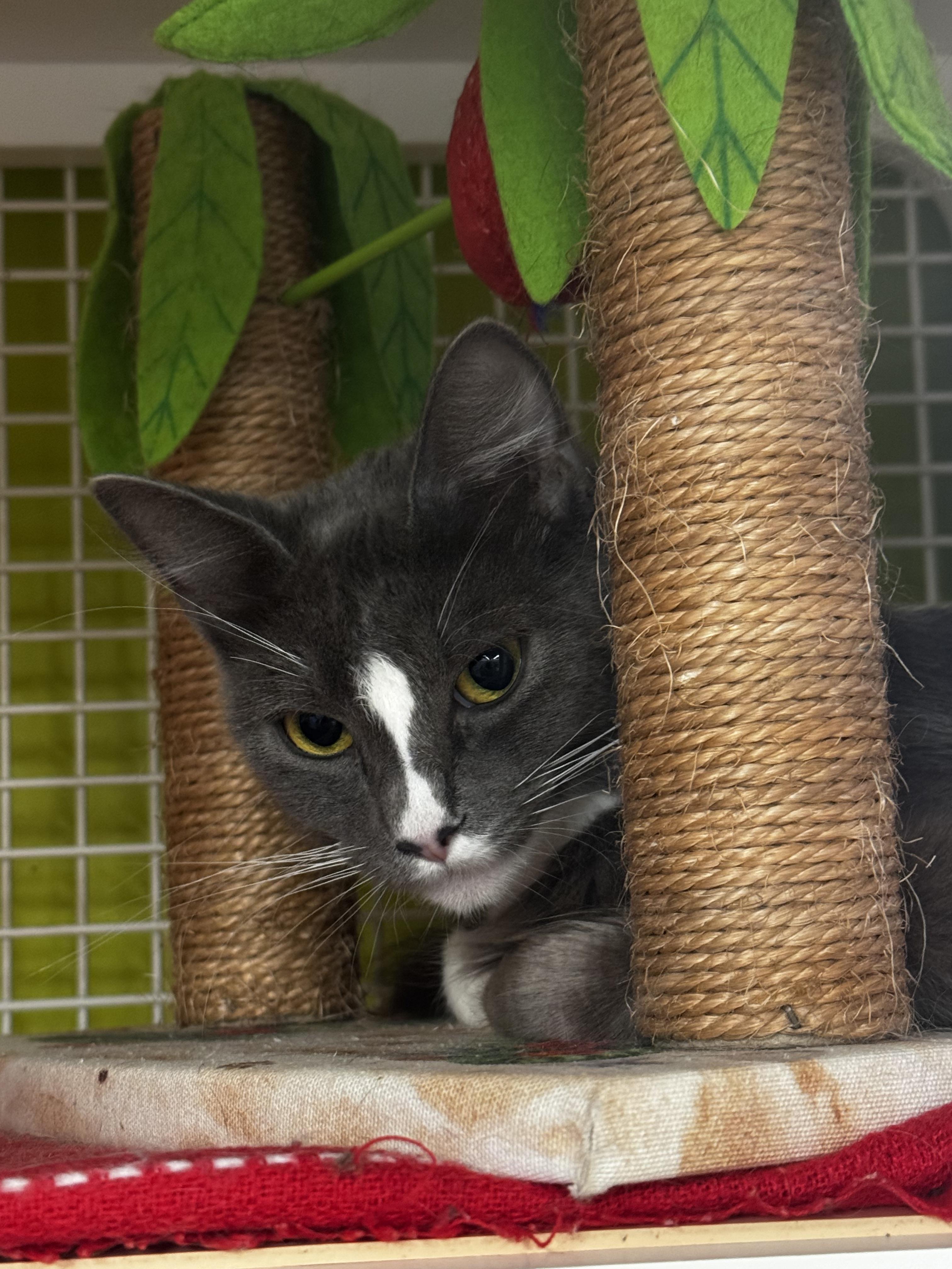 Twinkle - shining for a second chance, a ADOPTABLE Domestic Medium Hair in Fountain Valley, CA image 3/3