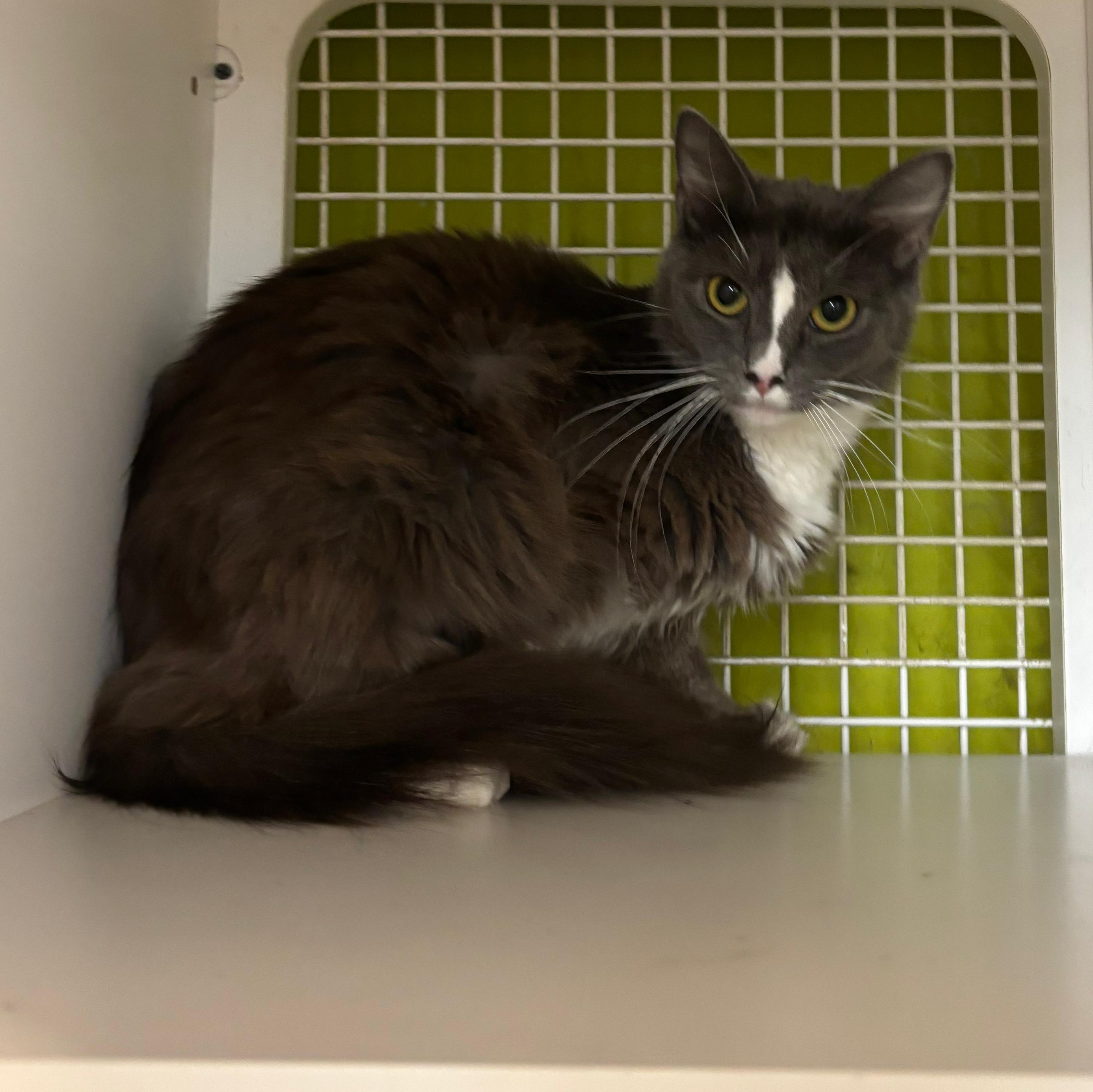 Twinkle - shining for a second chance, a ADOPTABLE Domestic Medium Hair in Fountain Valley, CA image 2/3