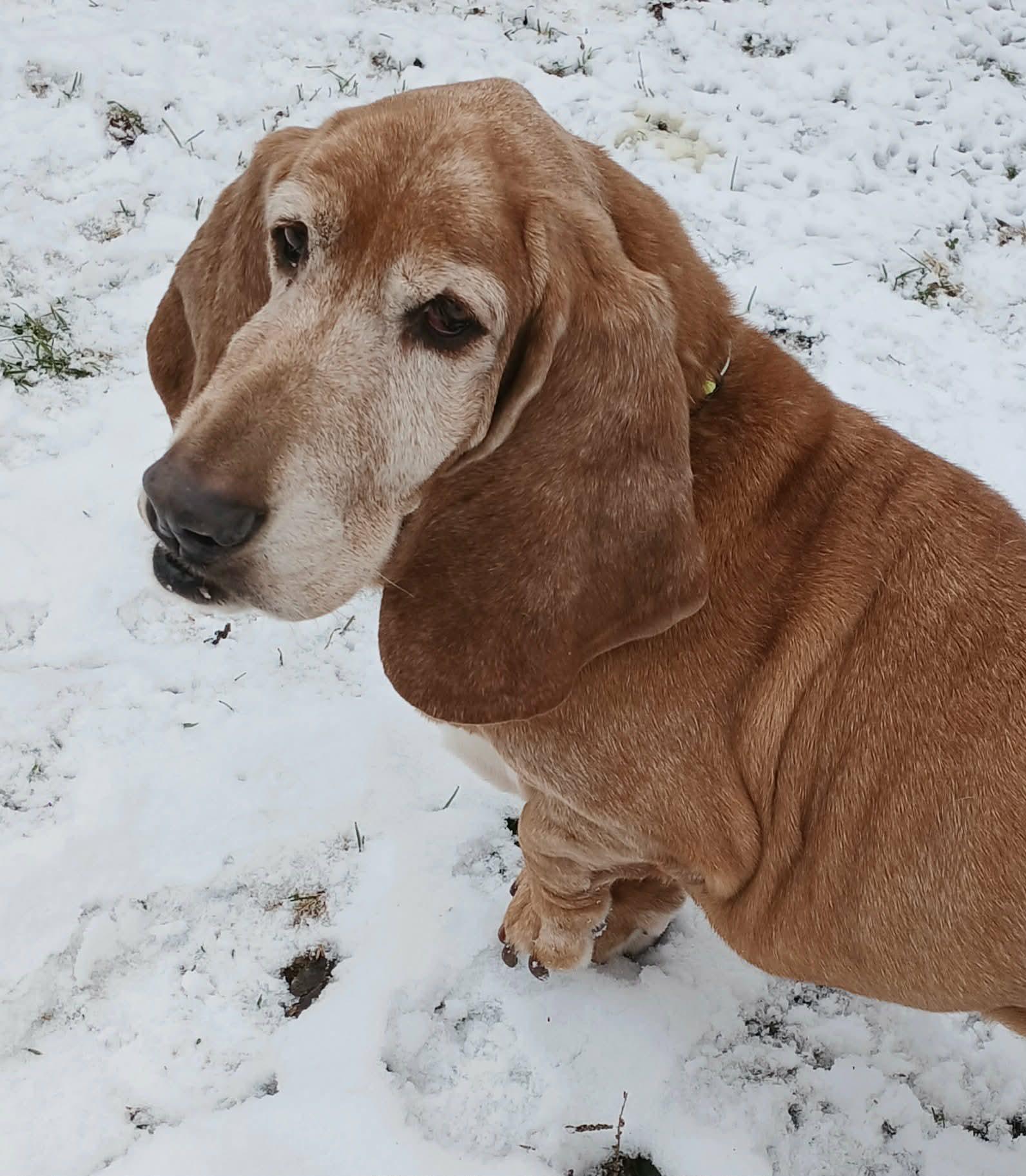 Copper, an adopted Basset Hound in Anderson, IN image 3/6