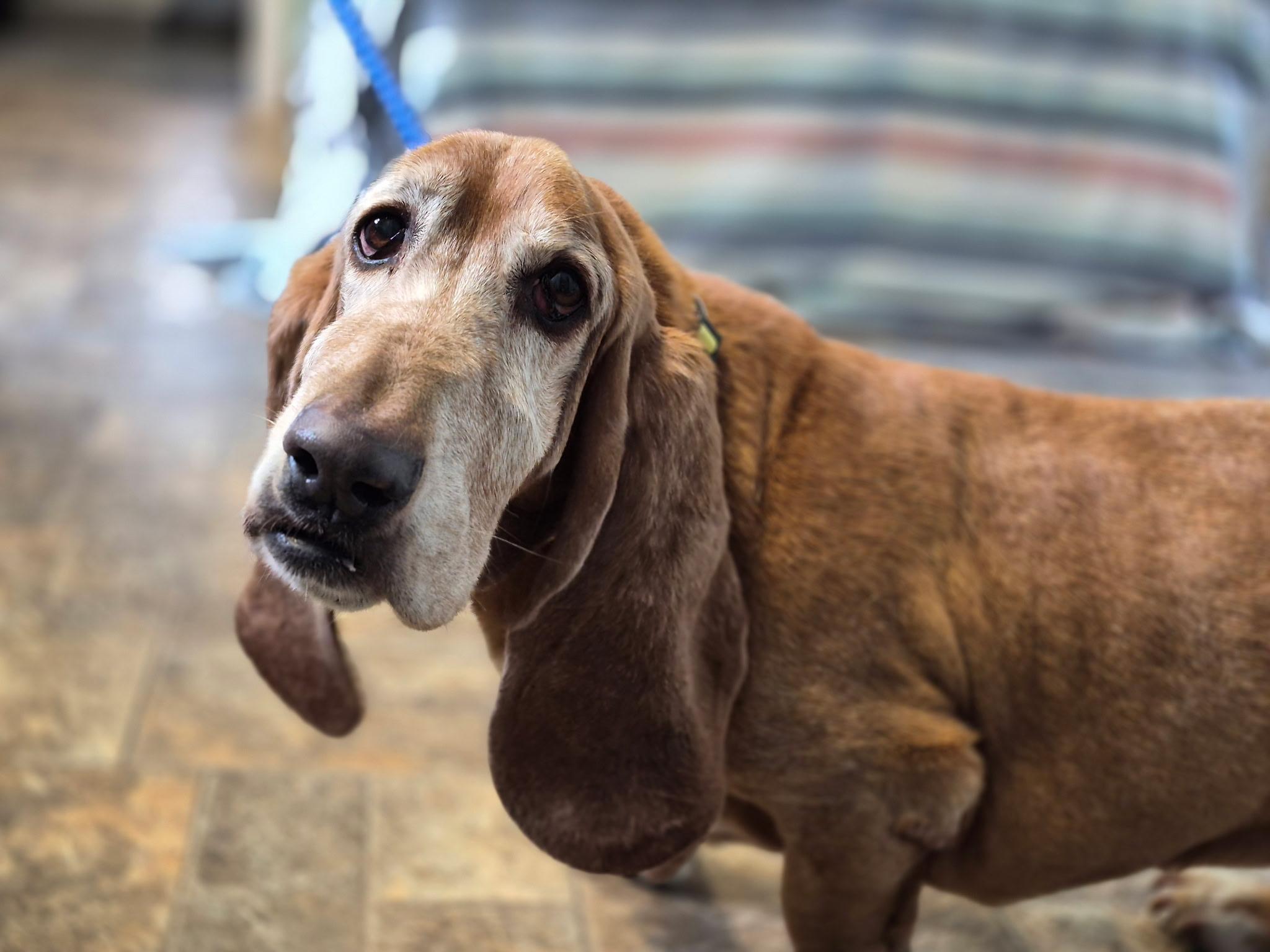 Copper, an adopted Basset Hound in Anderson, IN image 1/6