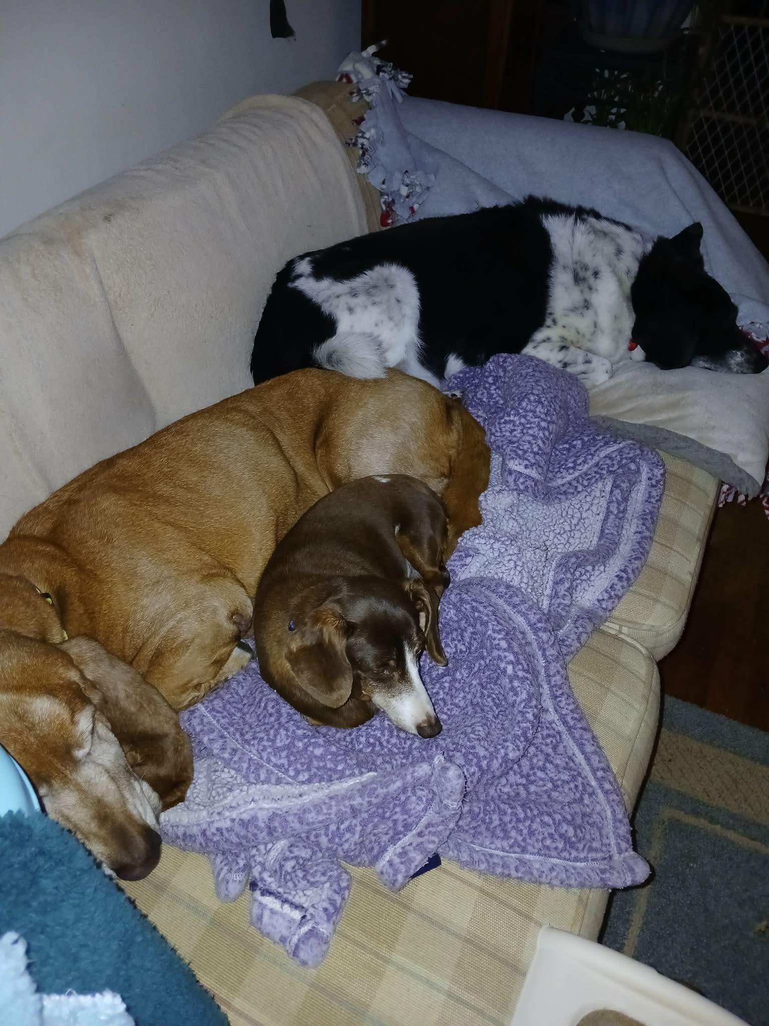 Copper, an adopted Basset Hound in Anderson, IN image 5/6