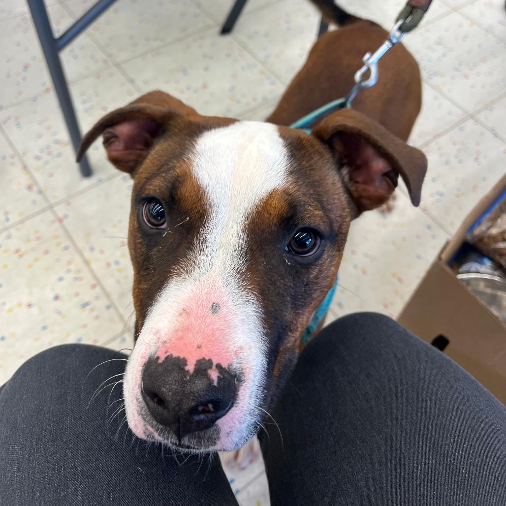 Wayne, Adoptable, Young Male Boxer.