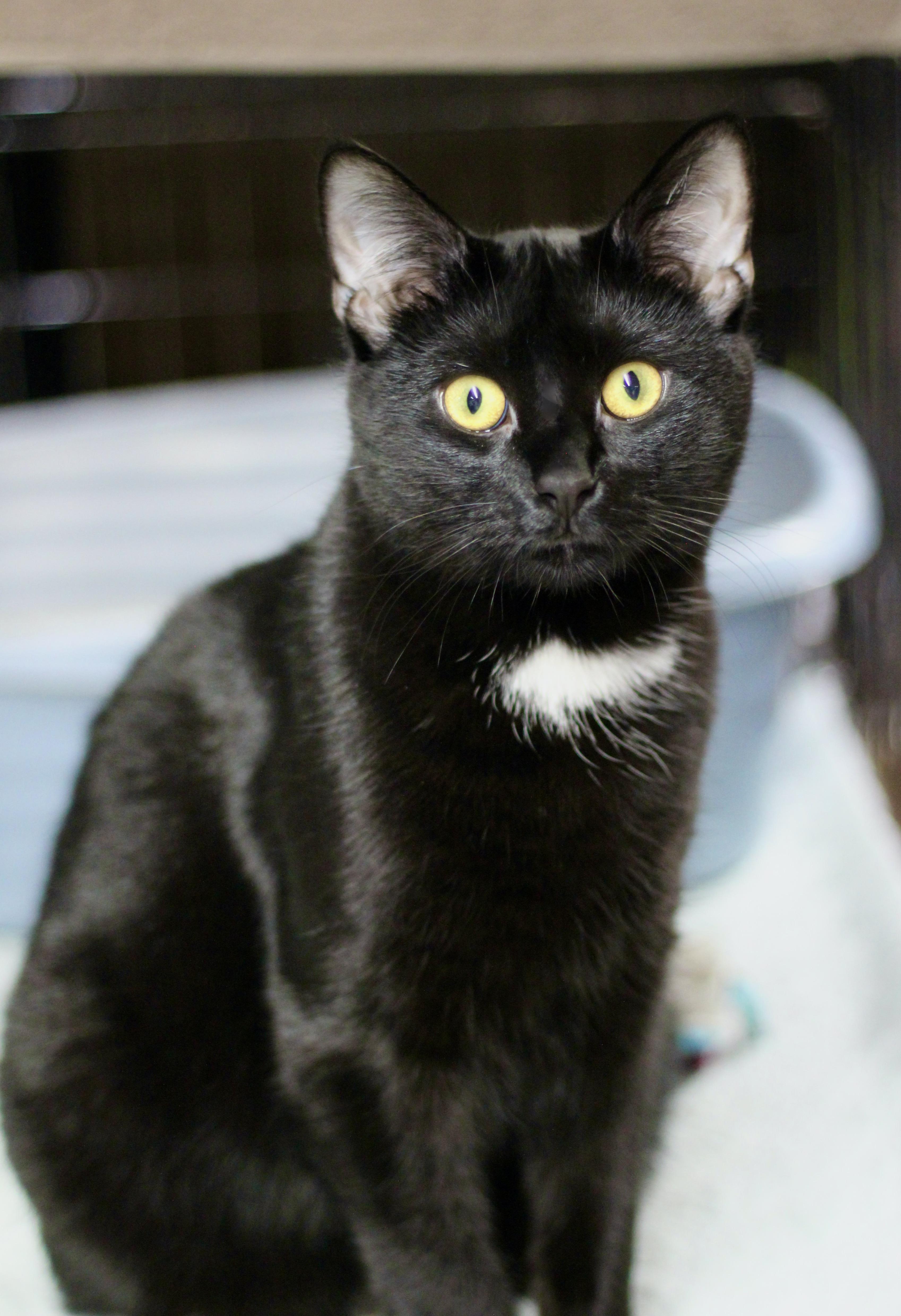 Enlarge Henley, a Adoptable Domestic Short Hair in Avon, OH image 3/3