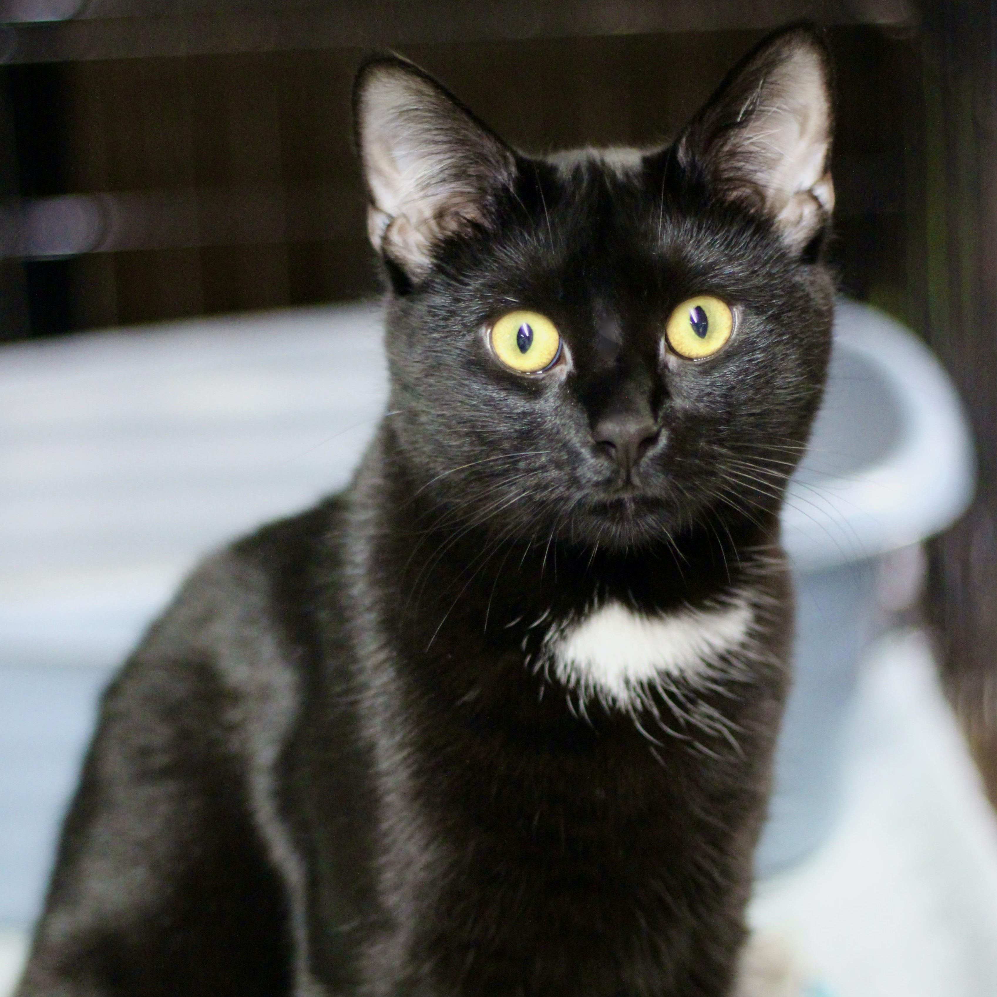 Enlarge Henley, a Adoptable Domestic Short Hair in Avon, OH image 1/3
