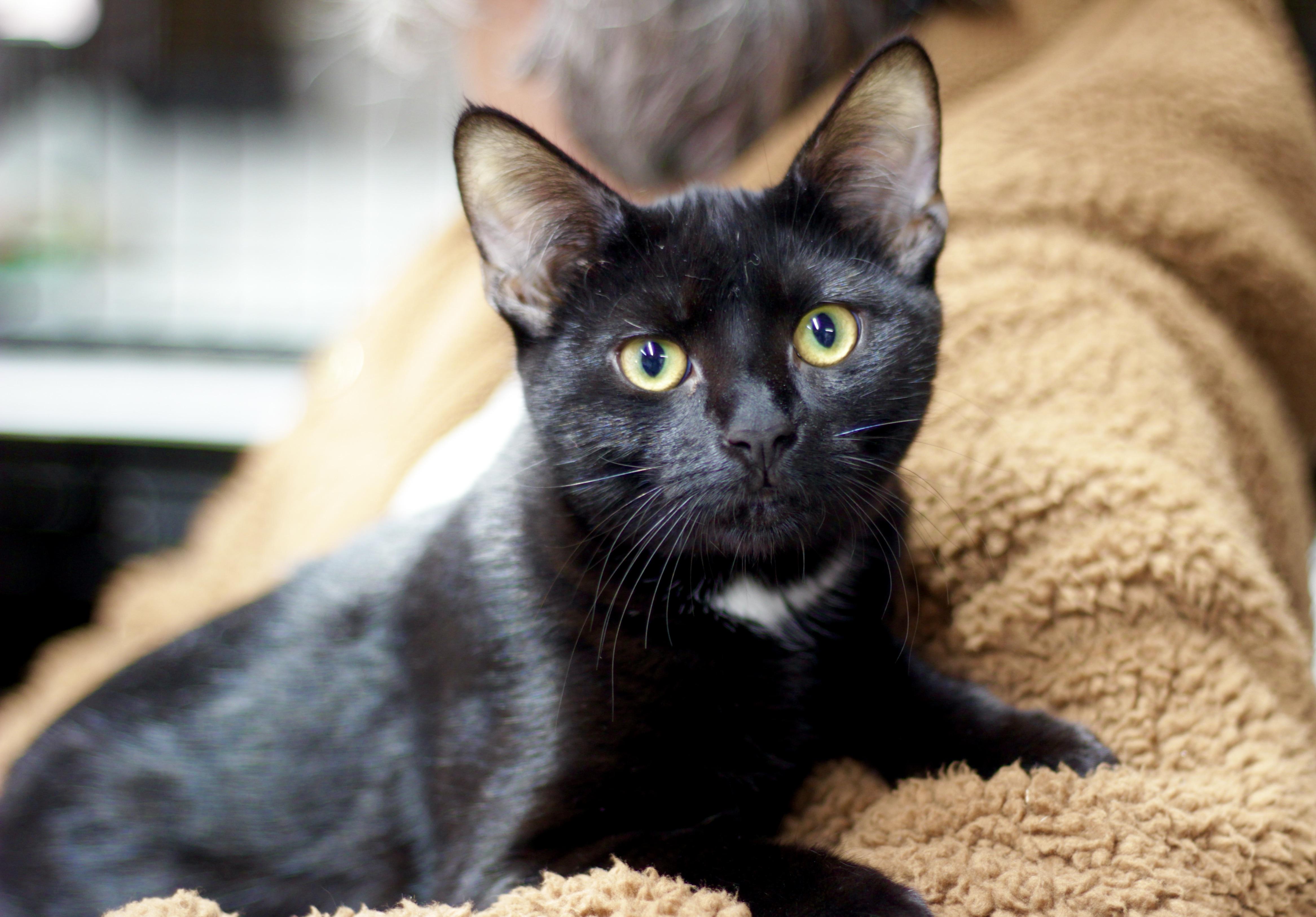 Henley, Adoptable, Kitten Male Domestic Short Hair.