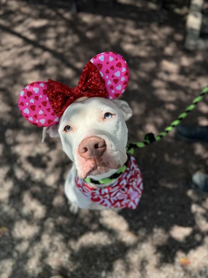 Sabrina, Adoptable, Adult Female Pit Bull Terrier.