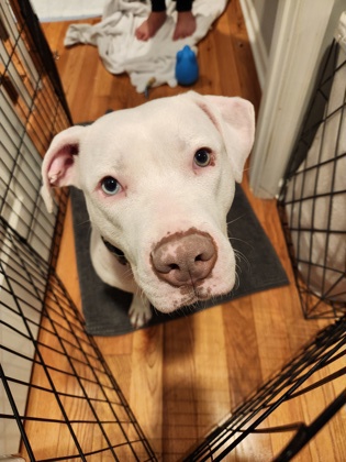 Enlarge Sabrina, a Adoptable Pit Bull Terrier in Philadelphia, PA image 4/5