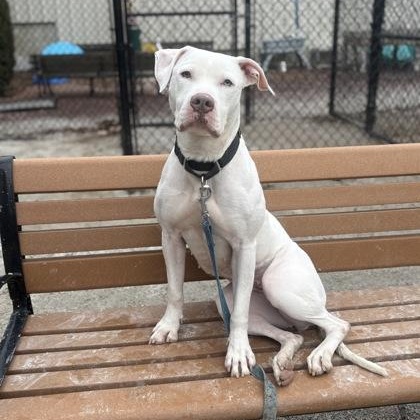 Sabrina, Adoptable, Adult Female Pit Bull Terrier.