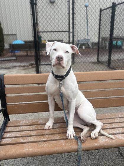 Enlarge Sabrina, a Adoptable Pit Bull Terrier in Philadelphia, PA image 2/5