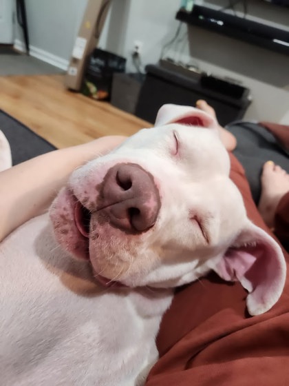 Enlarge Sabrina, a Adoptable Pit Bull Terrier in Philadelphia, PA image 5/5