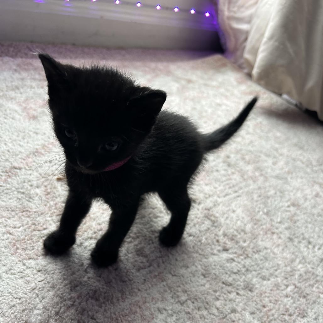 Ari, Adoptable, Kitten Female Domestic Short Hair.